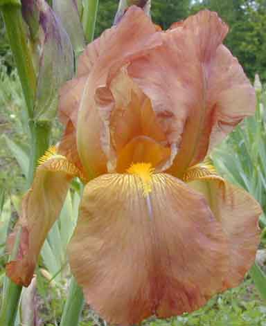 Toranda TB Iris 